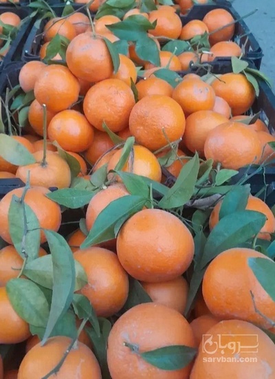 فروش پرتقال تو سرخ