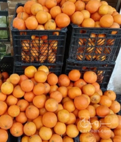 فروش پرتقال تامسون