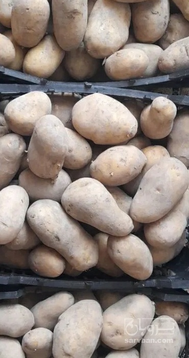 فروش سیب زمینی سانتا