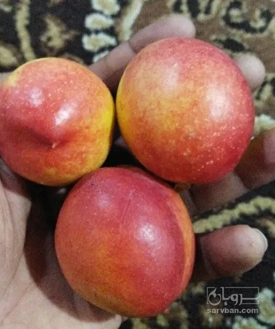 فروش شلیل