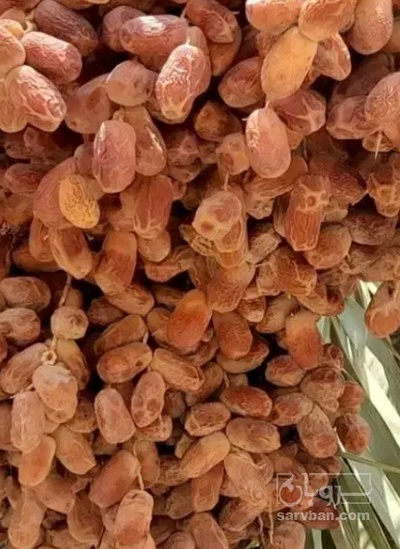 فروش خرما کبکاب