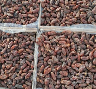 فروش خرما حلیله
