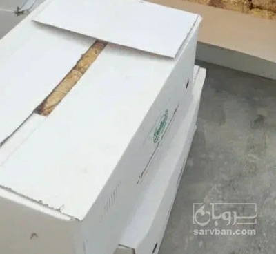 فروش تنباکو خرد پودری