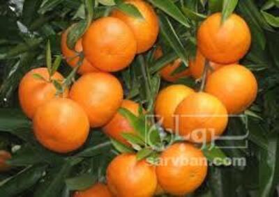 فروش پرتقال محلی کوهستان
