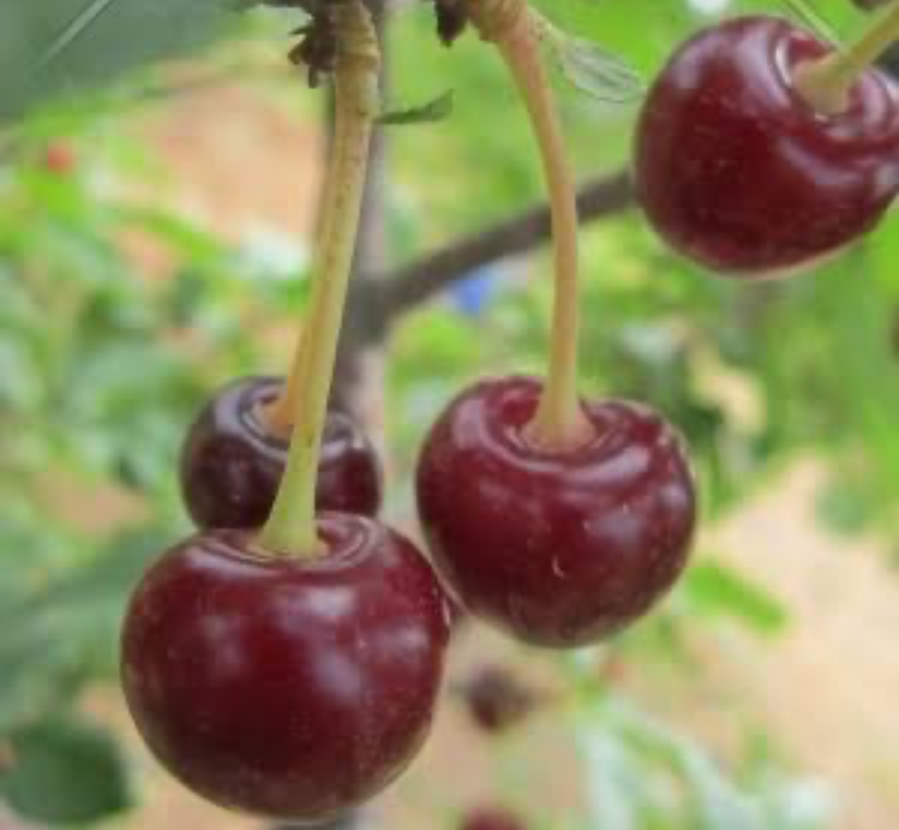 فروش آلبالو