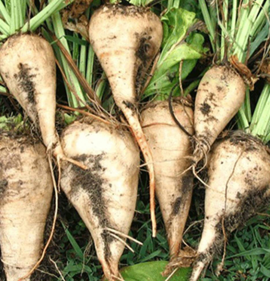 فروش چغندر قند