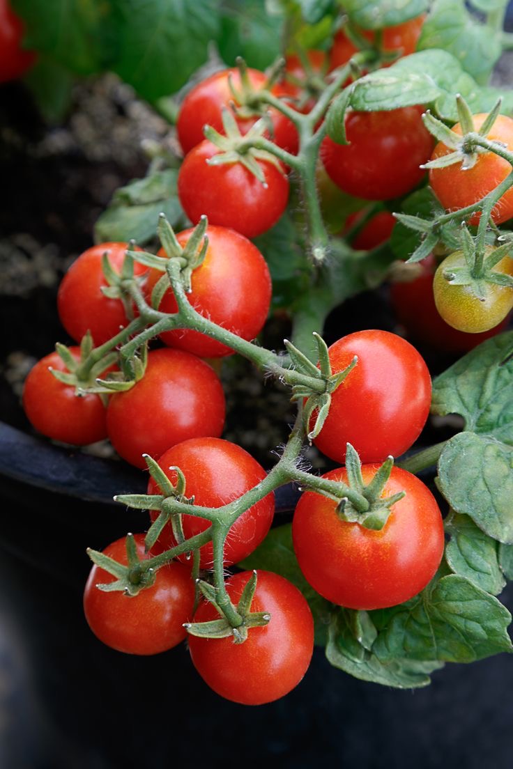 فروش گوجه فرنگی