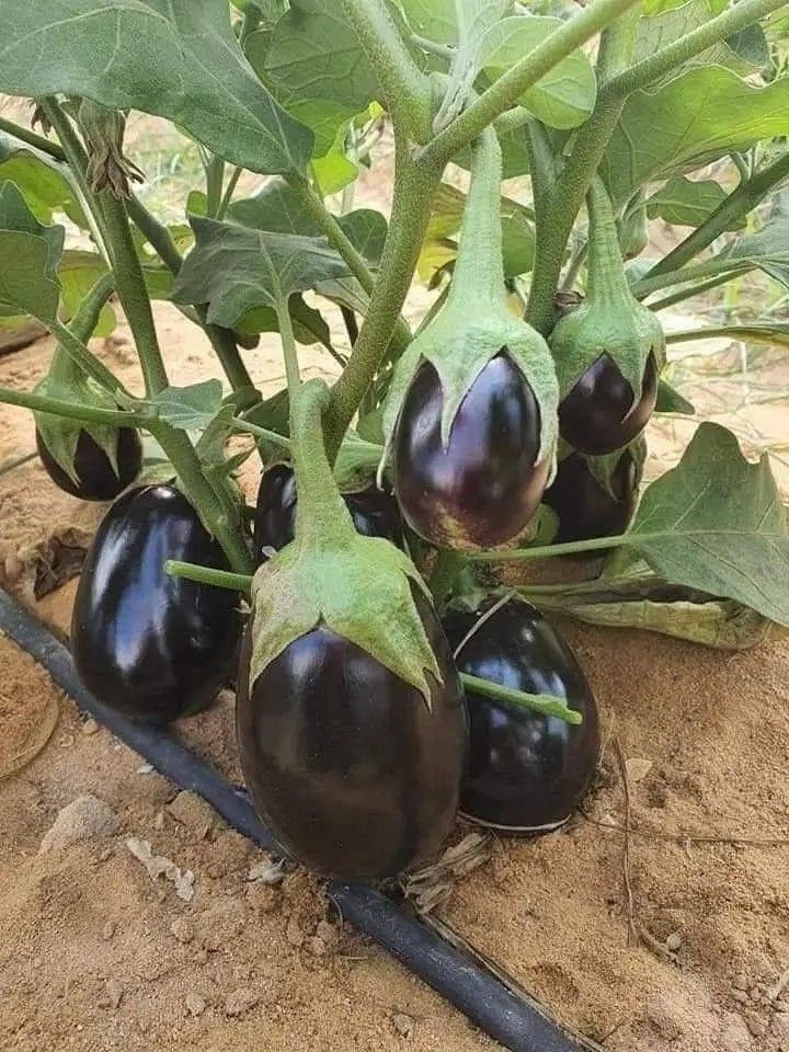 فروش بادمجان دلمه ای