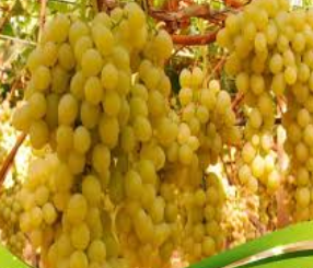 فروش خشکبار