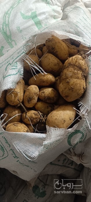 فروش سیب زمینی