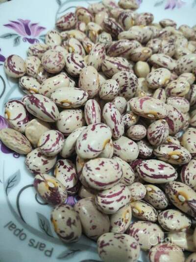 فروش لوبیا چیتی