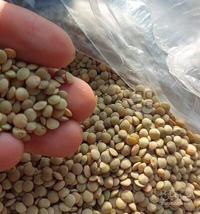 فروش عدس