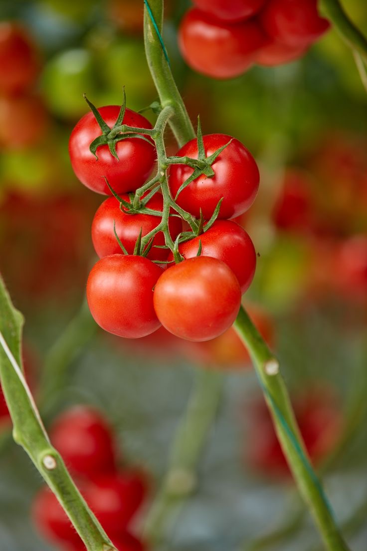 فروش گوجه فرنگی