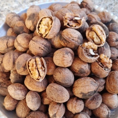 فروش گردو