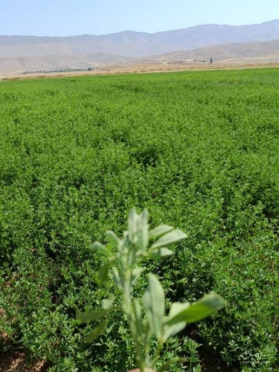 فروش یونجه