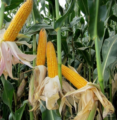 فروش ذرت علوفه ای