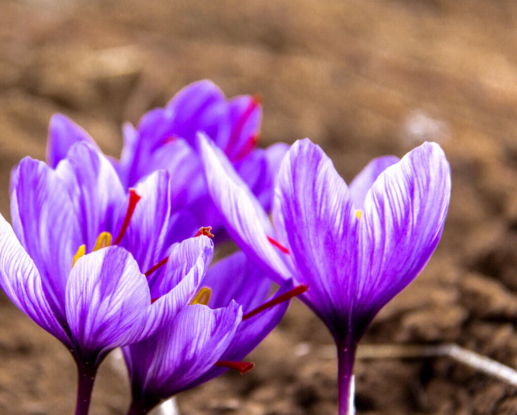فروش زعفران (گیاه‌ دارویی)