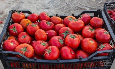 فروش گوجه فرنگی