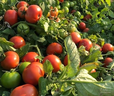 فروش گوجه فرنگی