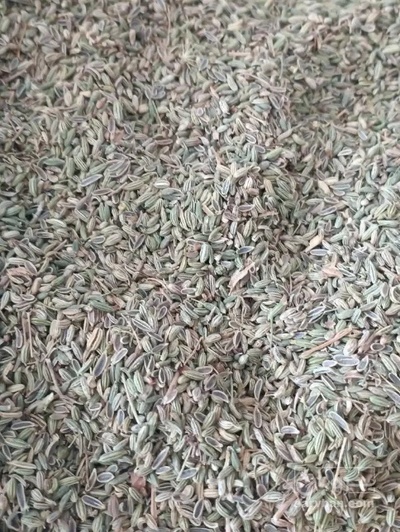 فروش رازیانه (گیاه‌ دارویی)