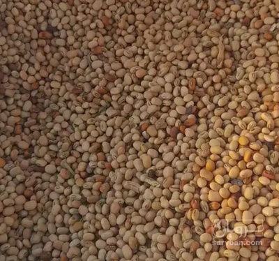 فروش لوبیاجیرفتی