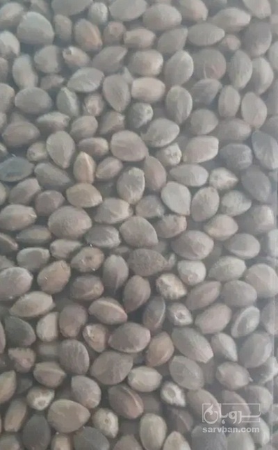 فروش شاه دانه