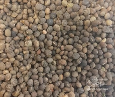 فروش قره ماش (ماش سیاه)