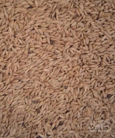 فروش کتان (گیاه الیافی)