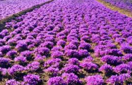 فروش زعفران (گیاه‌ دارویی)