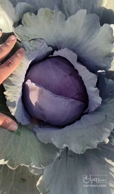 فروش کلم برگی بنفش