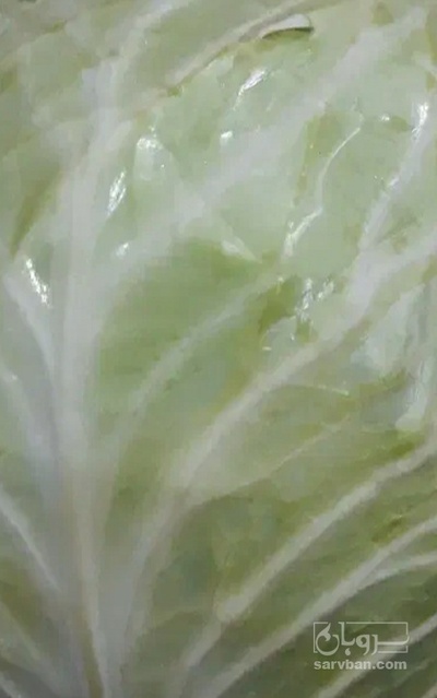 فروش کلم برگی سفید