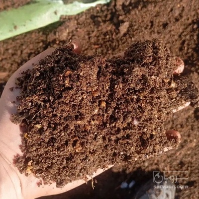 فروش تفاله  خرما خوراک دام