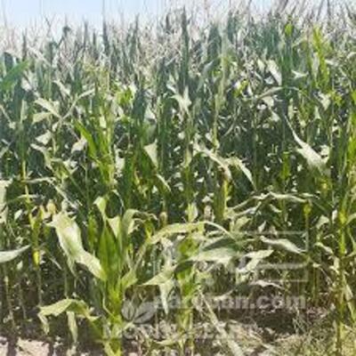 فروش ذرت علوفه ای