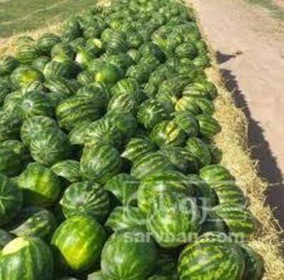 فروش هندوانه