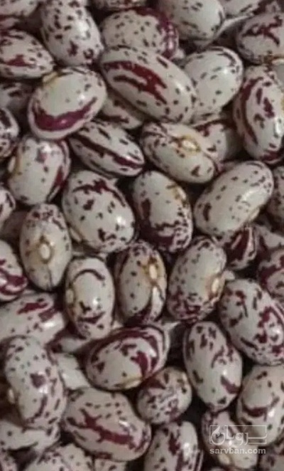 فروش لوبیا چیتی