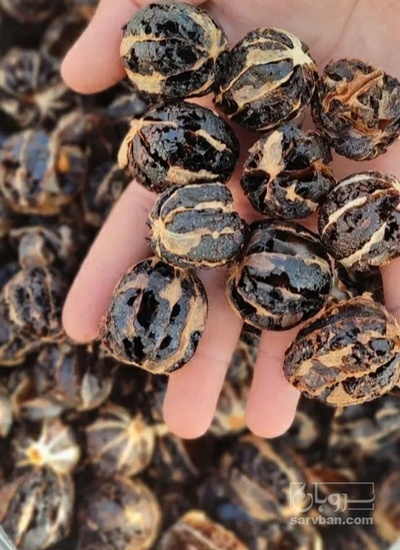 فروش لیمو خشک ببری