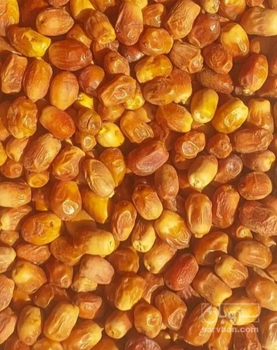 فروش خرما قصب