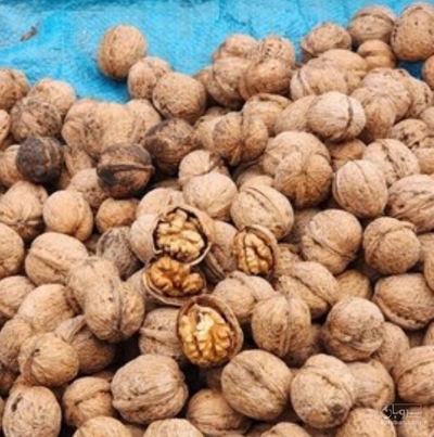 فروش گردو