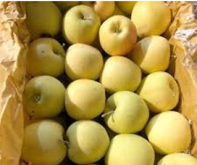 فروش سیب