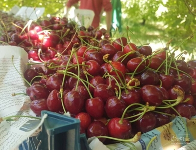 فروش گیلاس