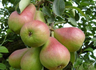 فروش گلابی