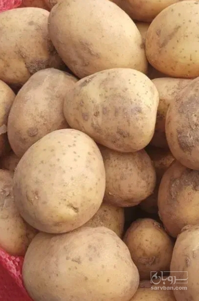 فروش سیب زمینی