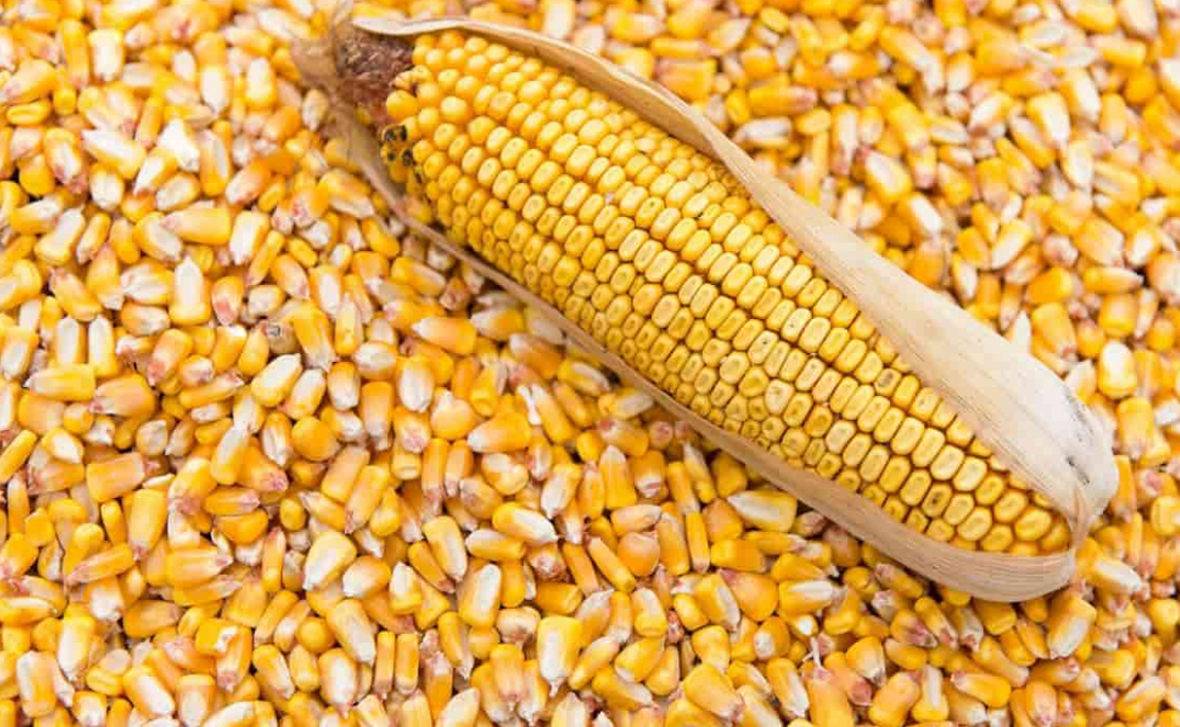 فروش ذرت علوفه ای