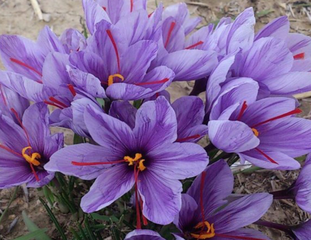 فروش زعفران (گیاه‌ دارویی)
