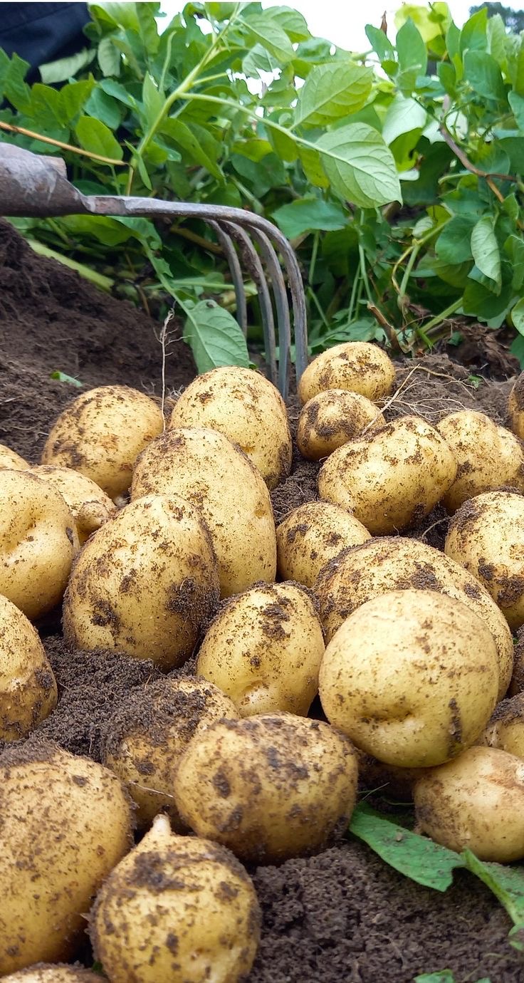 فروش سیب زمینی