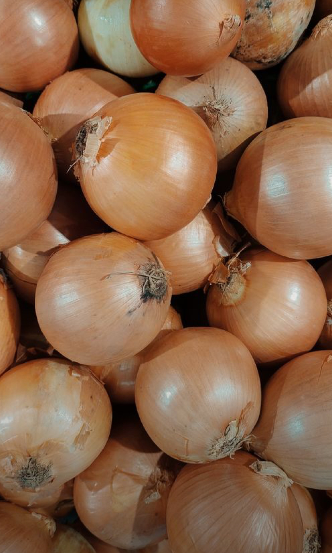 فروش پیاز طلایی