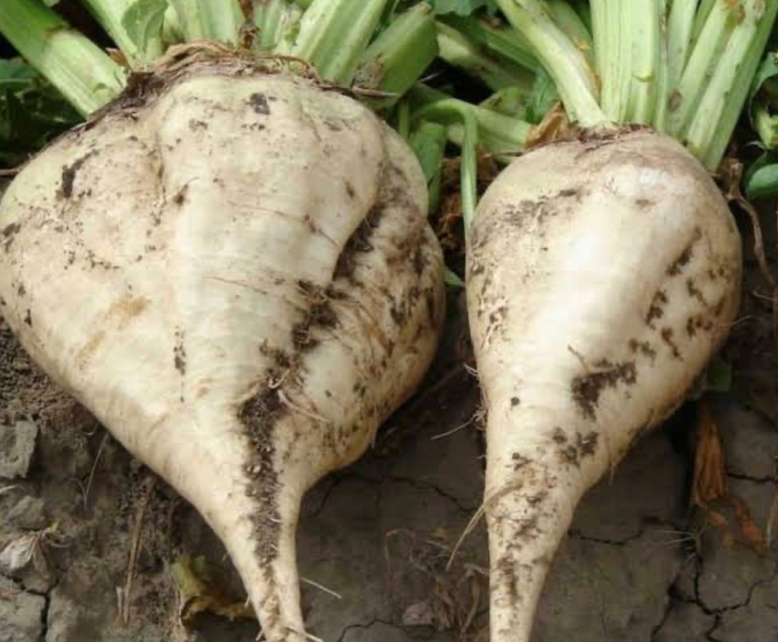 فروش چغندر قند