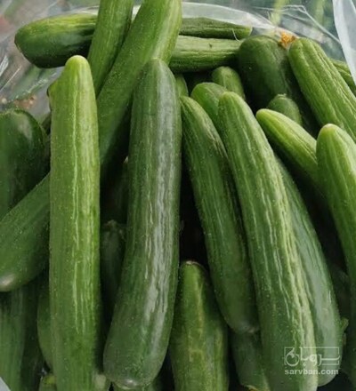 فروش خیار 2