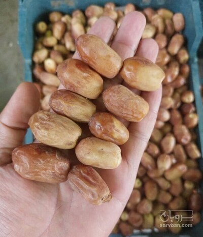 فروش خرما