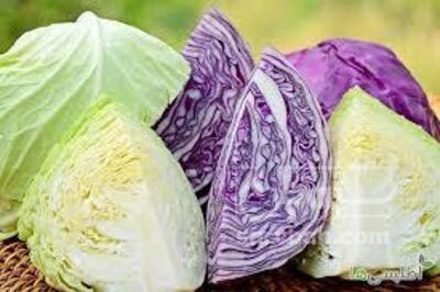 فروش کلم برگی